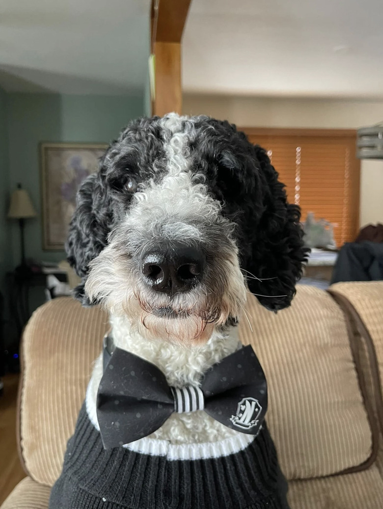 radiantpawsboutique Wednesday Addams Pet Bow Tie