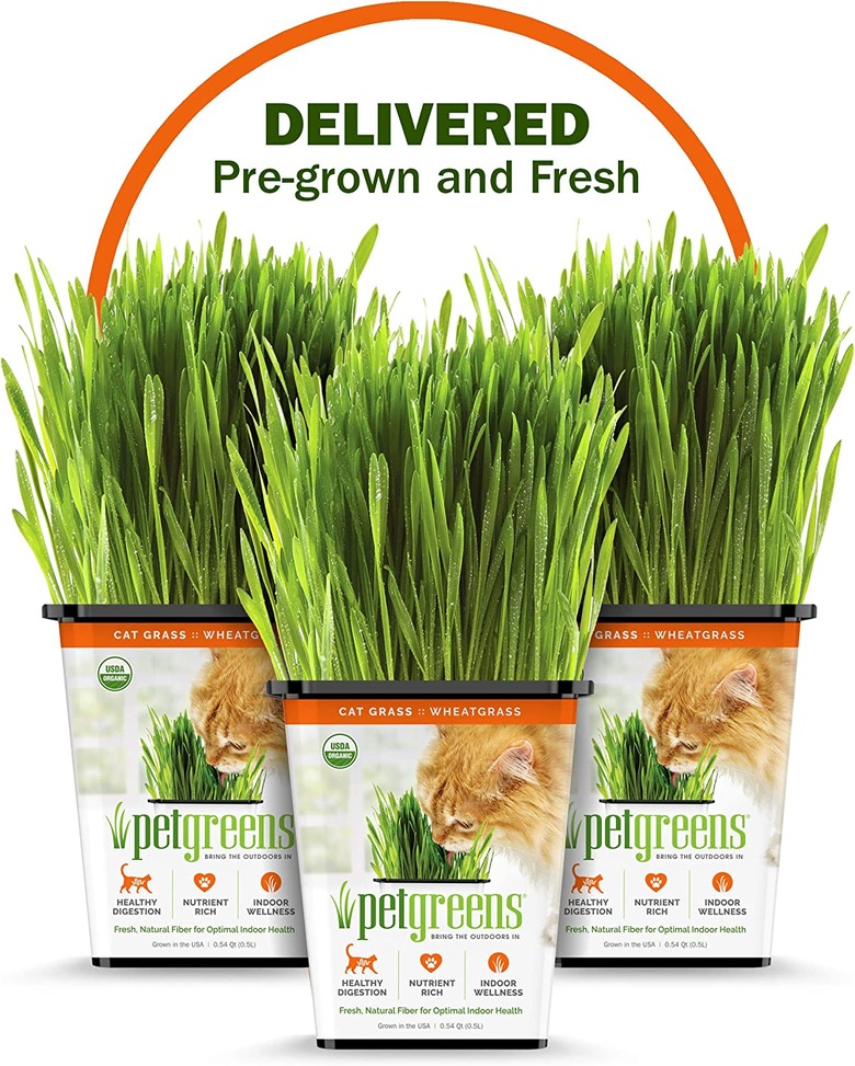 Pet Greens Wheatgrass Live Cat Grass, 3-Count