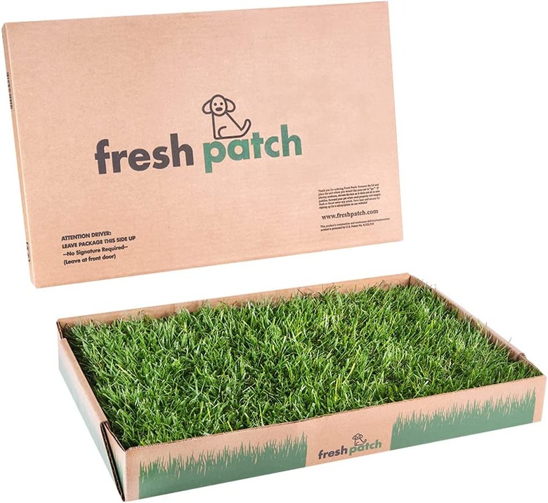 Fresh Patch Disposable Dog Potty with Real Grass