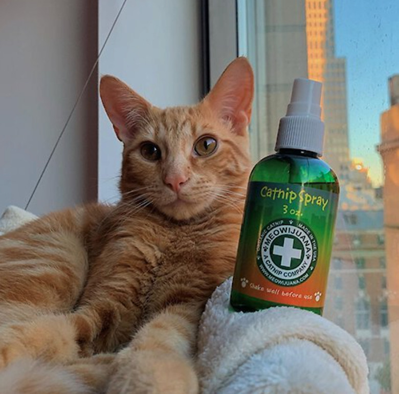 Meowijuana Catnip Spray