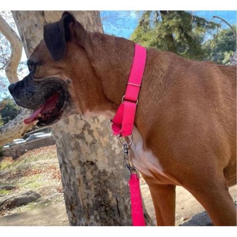 Country Brook Petz® Hot Pink Martingale Heavy Duty Nylon Dog Collar