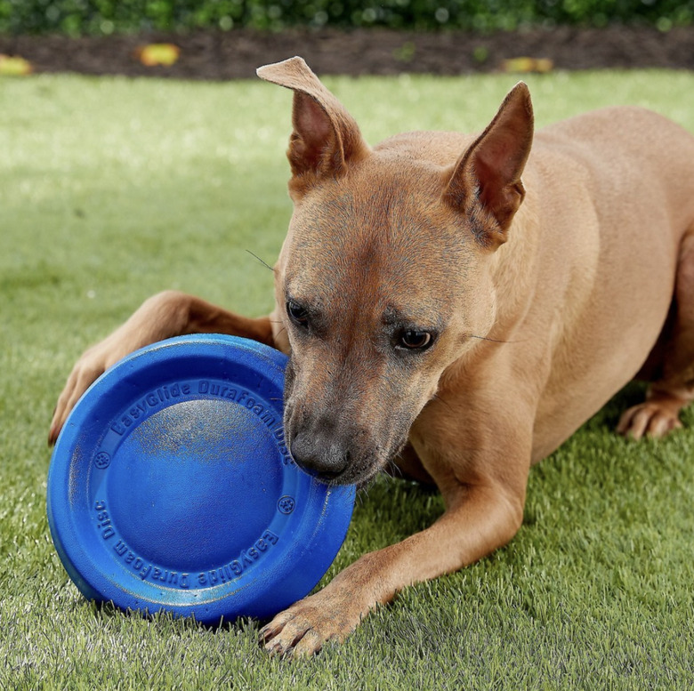 Starmark Easy Glide DuraFoam Flying Disc Dog Toy