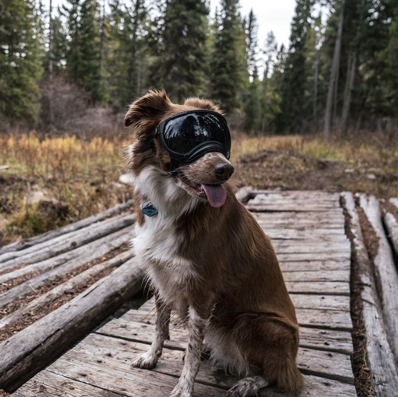 Rex Specs V2 Dog Goggles