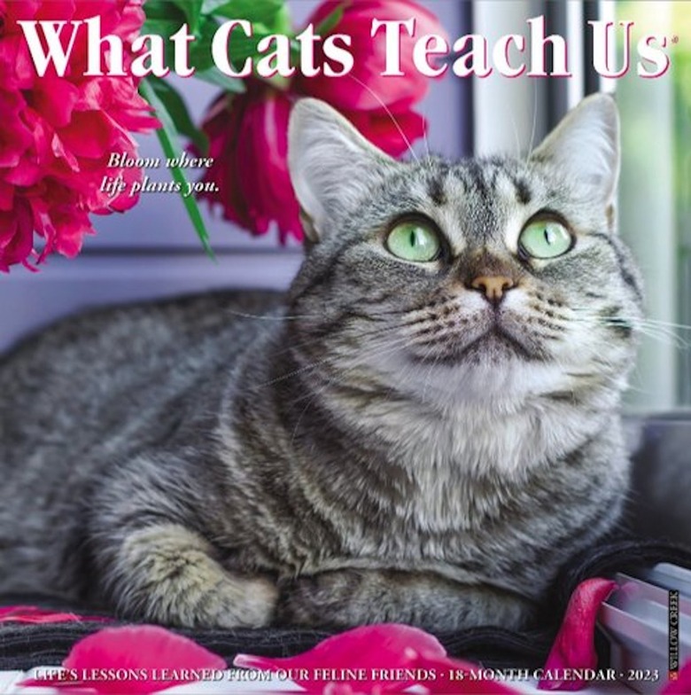 What Cats Teach Us 2023 Wall Calendar