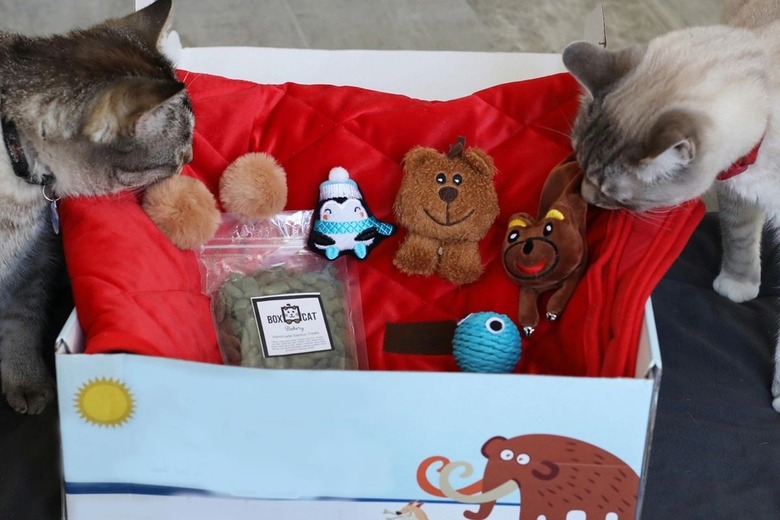 BoxCat Giant Seasonal Cat Subscription Box