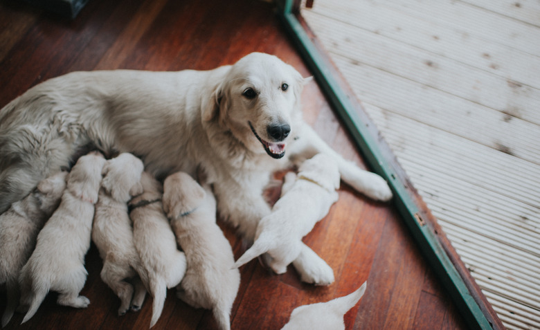 Golden Retriever bitch with her litter.