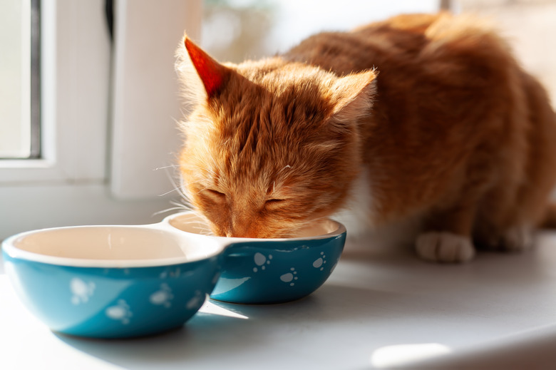 Pumpkin For Cat Constipation Cuteness