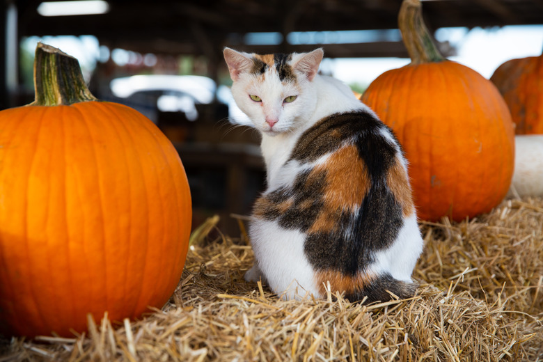 patchwork cat orange pumpkins fall festival pumpkin patch