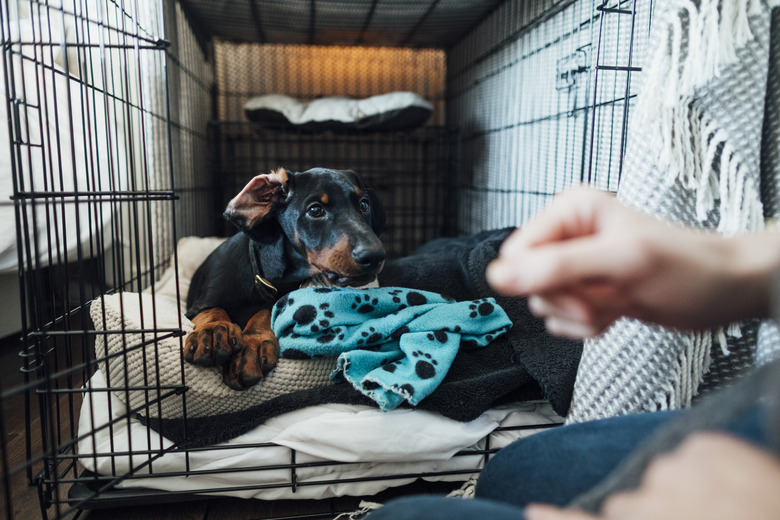 How to make a dog stop whining in a crate hotsell