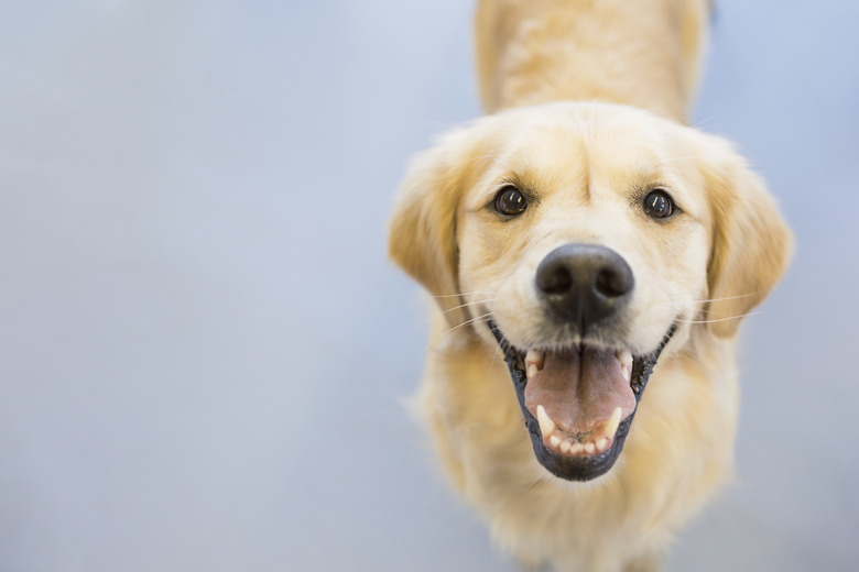 Portrait of smiling Golden Retriever