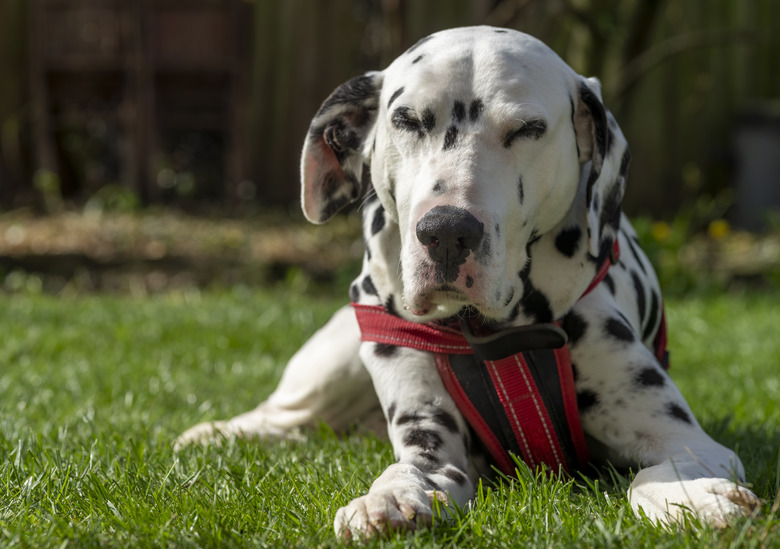 Dalmatian relaxing on a lawn