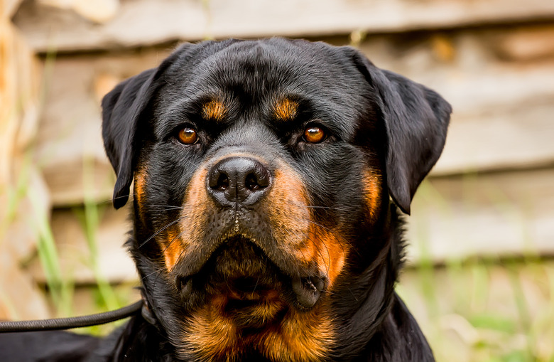 Best food to bulk up rottweiler hotsell