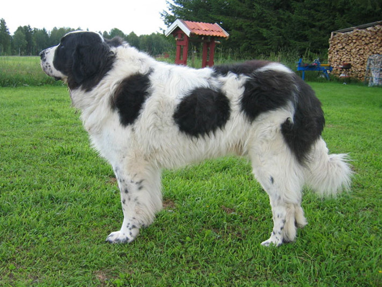 A black spotted Pyrenean Mastiff