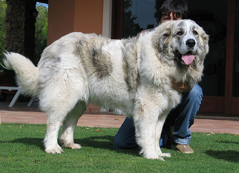 Female Pyrenean Mastiff