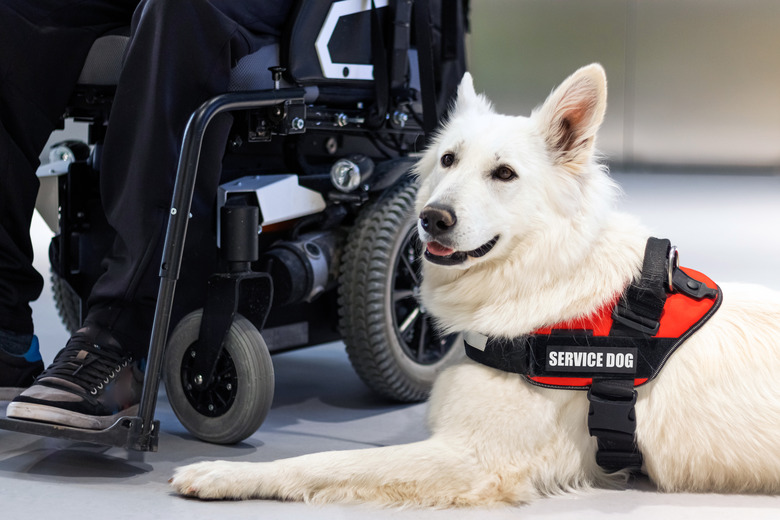 Service dog and disabled person