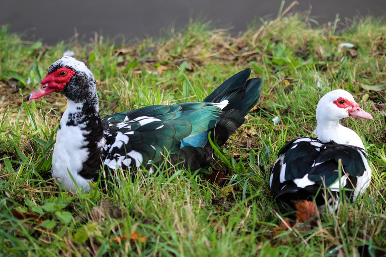 Muscovy duck (Cairina moschata)