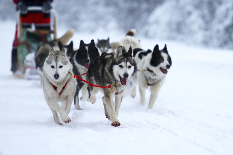 Race of draft dogs