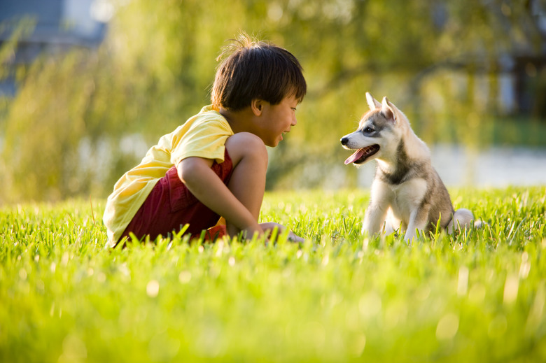 Young Asian boy playing with puppy on grass