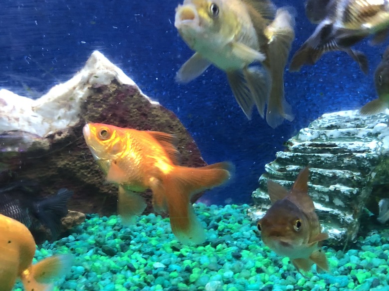 Goldfish in an aquarium