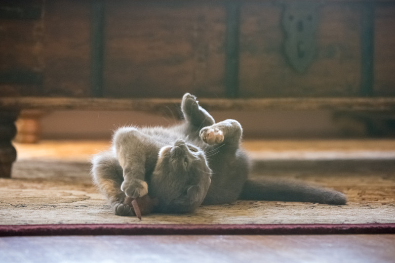 Reasons A Cat Meows With Toys In Her Mouth Cuteness