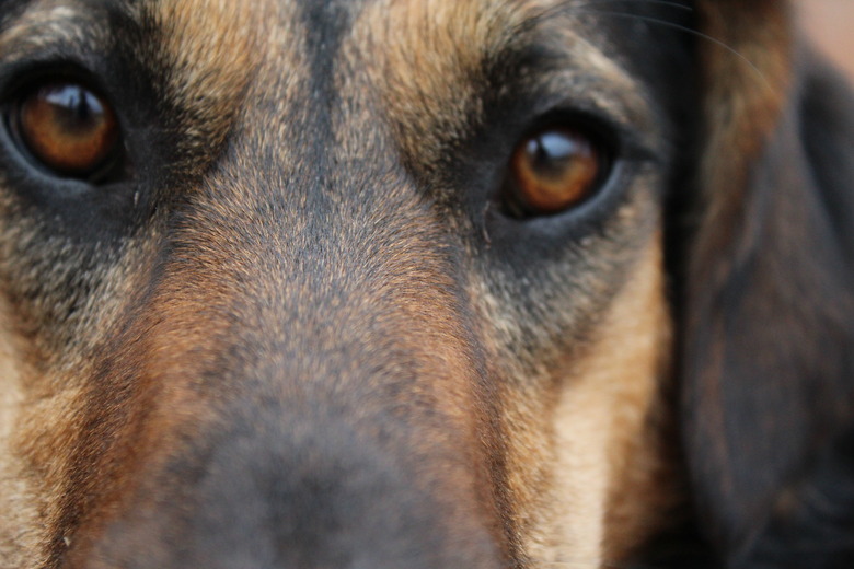 German Shepard mix looking at you