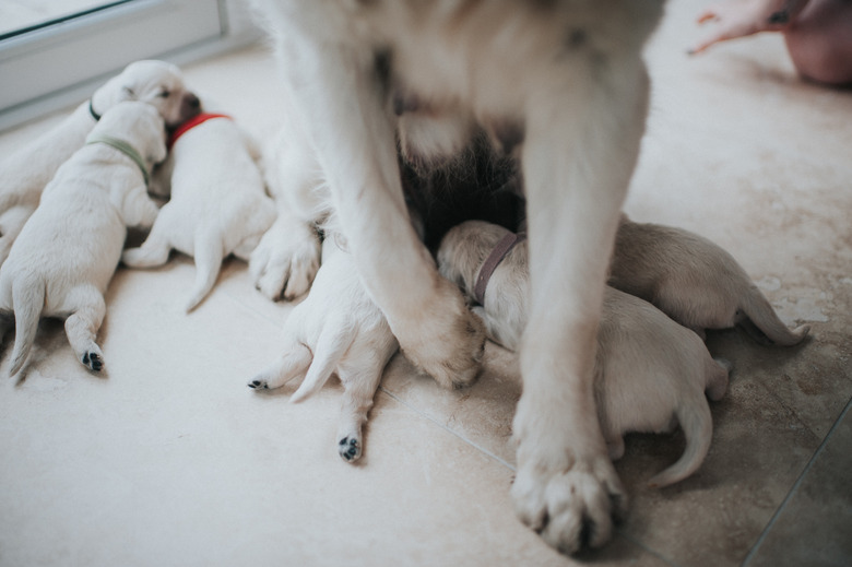 Dog milking not pregnant hotsell