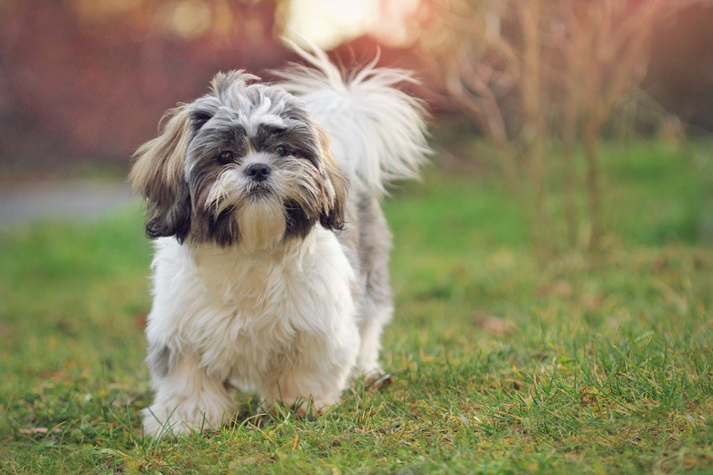 Shih tzu