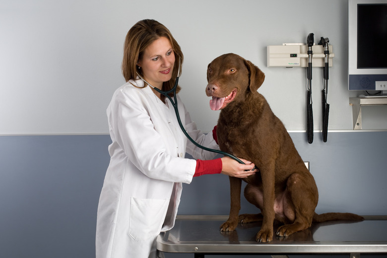 Veterinarian with dog