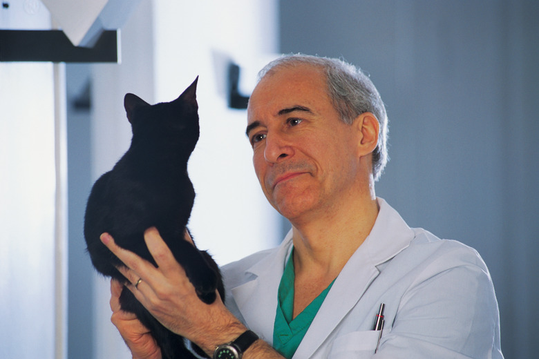 Veterinarian examining cat