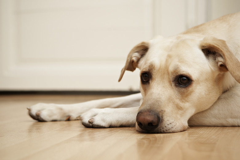 Friendly yellow lab resting on floor