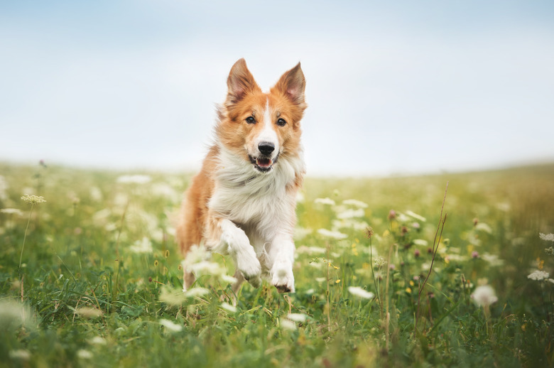 Red border collie dog running in a meadow