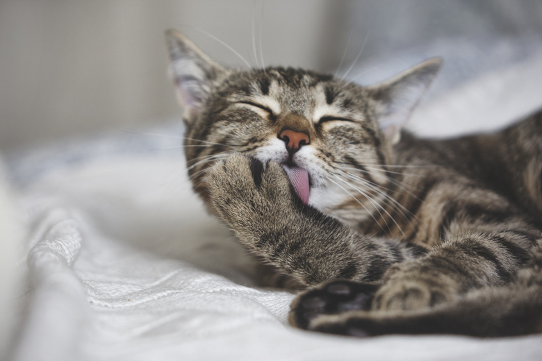 Cute tabby cat licks fur