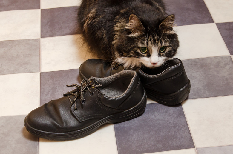 black fluffy big cat sniffs men's shoes