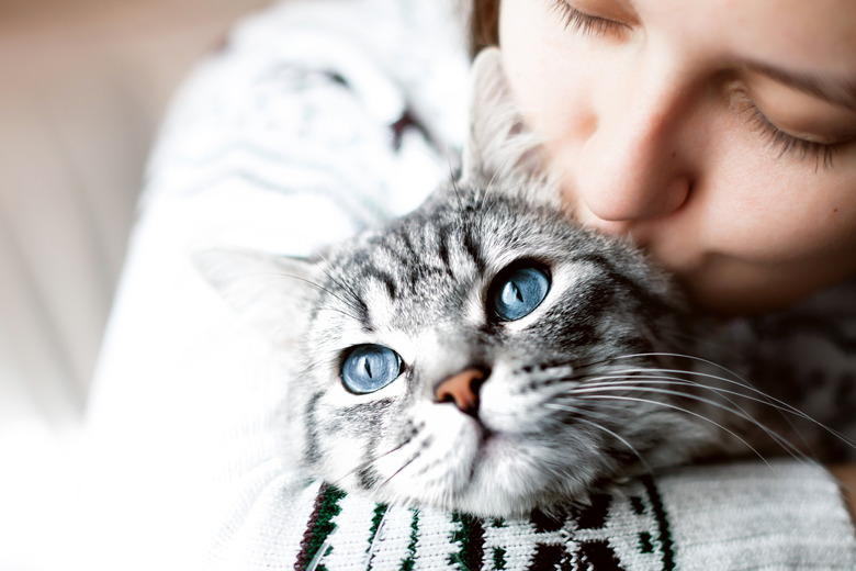 Woman at home kissing and hug her lovely fluffy cat. Gray tabby cute kitten with blue eyes. Pets, friendship, trust, love, and lifestyle concept. Friend of human. Animal lover.