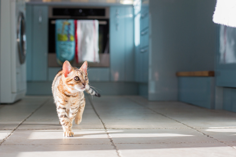 How To Get Rid Of Cat Spray Smell Cuteness