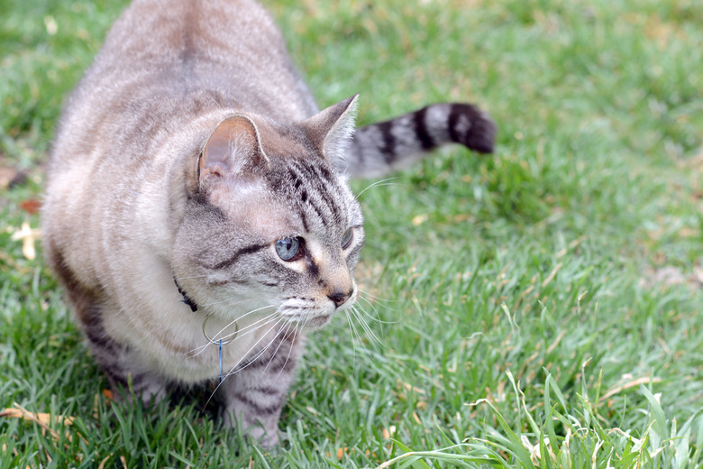 Get rid of cat pee smell outside hotsell