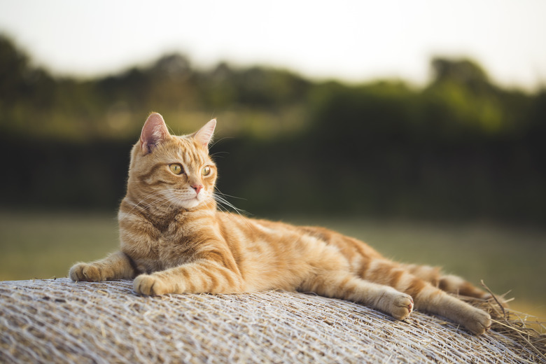 Relaxing evening cat