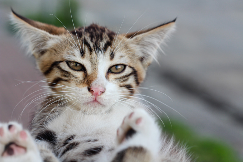 Moody kitten portrait