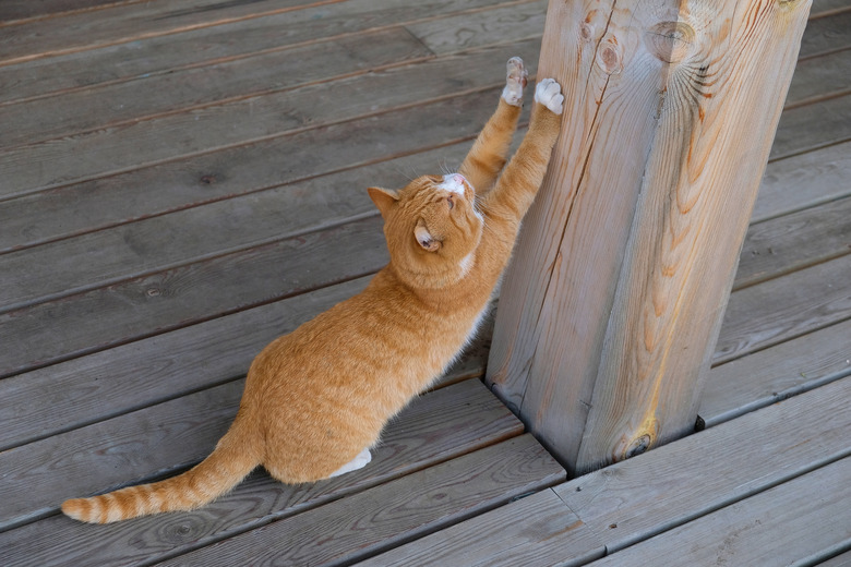 A stray stray cat is sitting on a wooden pier, waiting for the owner, sharpening its claws on a wooden pole. Adoption of pets.