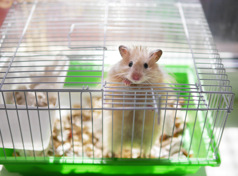 How To Get Rid Of Fleas On Hamsters Cuteness