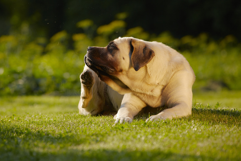 Mastiff in garden