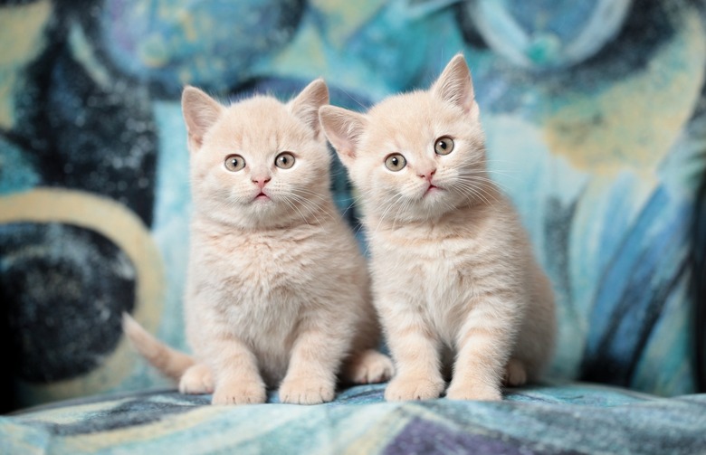 Closeup of two light-colored kittens