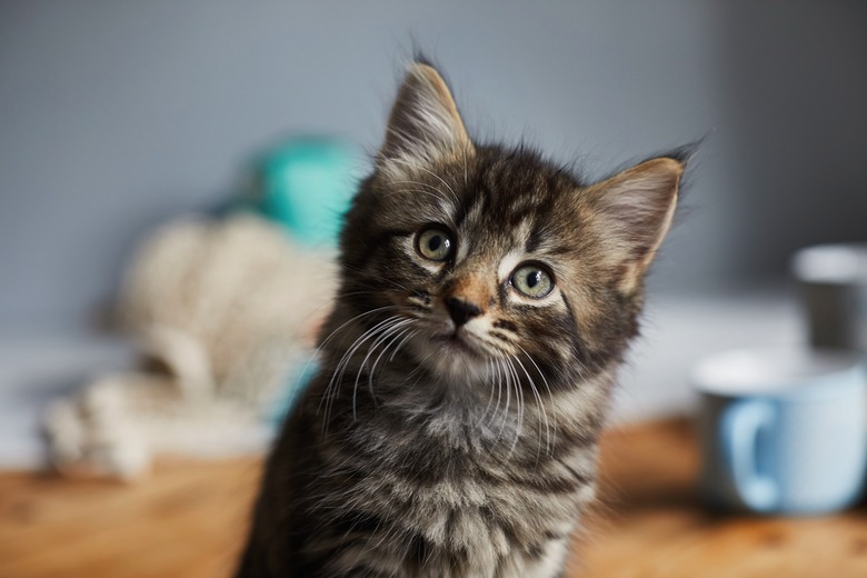 Kitten looking up towards the camera