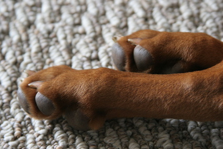 dog feet