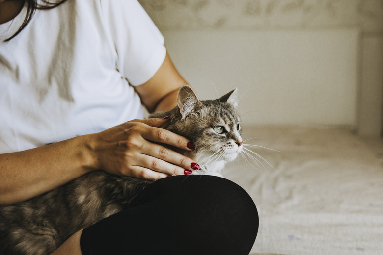 A gray cat is sitting on the girl's lap