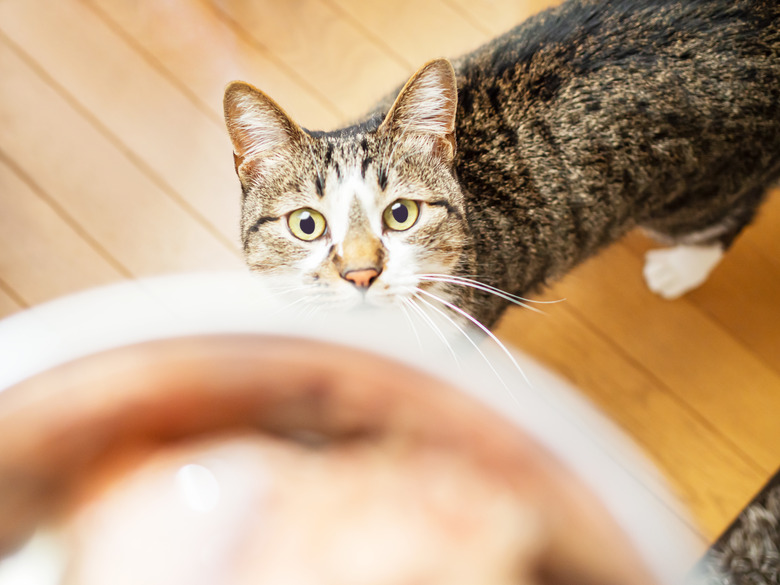 Hungry cat is in front of the food