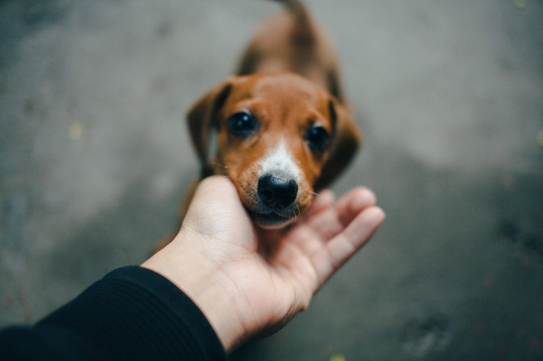 Close-Up Of Hand Touching Puppy