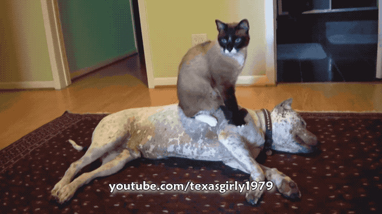 Max the Roomba shark kitty sitting on Sharky the pit bull