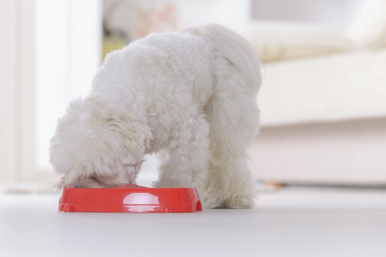 Dog eating food from a bowl