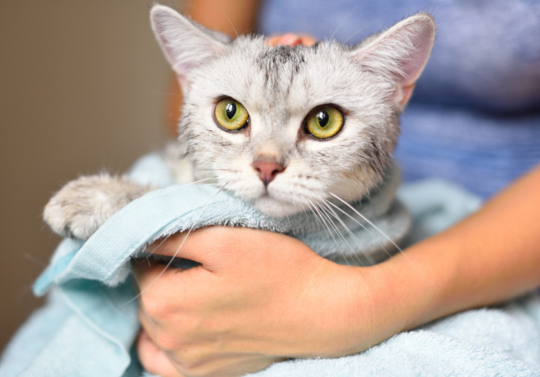 Woman holding a cat just been washed